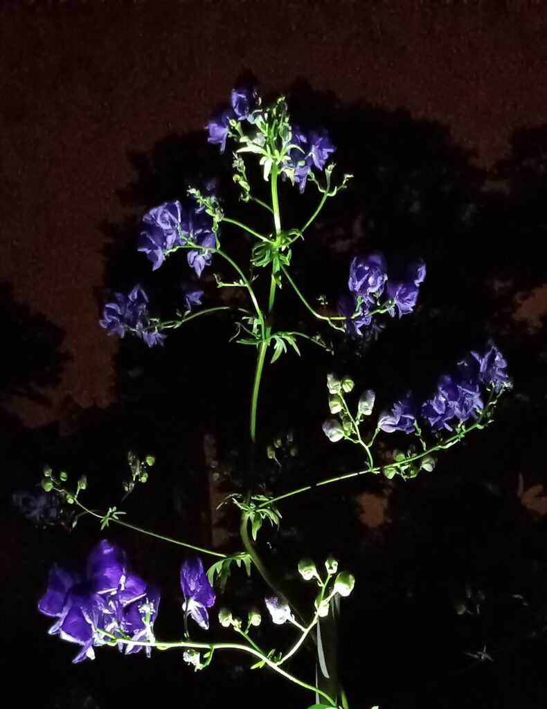 Bloemen in de nacht